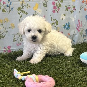 BichPoo-Tater-Birthday: 04/04/2026