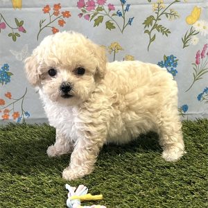 BichPoo-Shelly-Birthday: 04/04/2026
