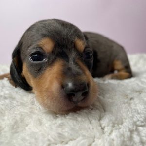 Dachshund-Stryker-Birthday: 05/06/2026