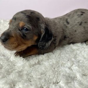 Mini Dachshund-Penelope-Birthday: 05/06/2026