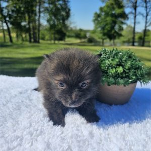 Pomeranian -Rocky-Birthday: 03/24/2026