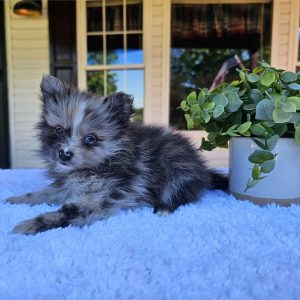 Pomeranian -Ralph-Birthday: 03/24/2026