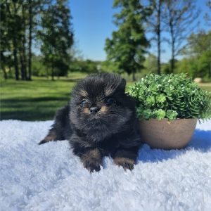 Pomeranian -Marshall-Birthday: 03/25/2026