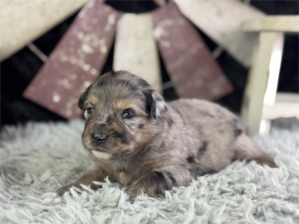 Australian Shepherd-Tizzy-Birthday: 04/24/2026