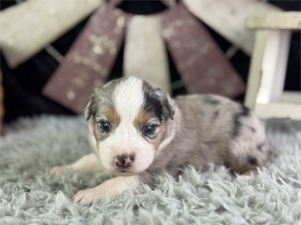 Australian Shepherd-Tova-Birthday: 04/24/2026