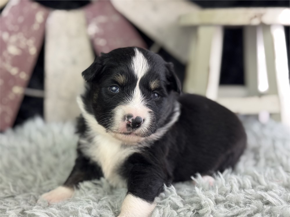 Australian Shepherd-Remi-Birthday: 04/24/2026