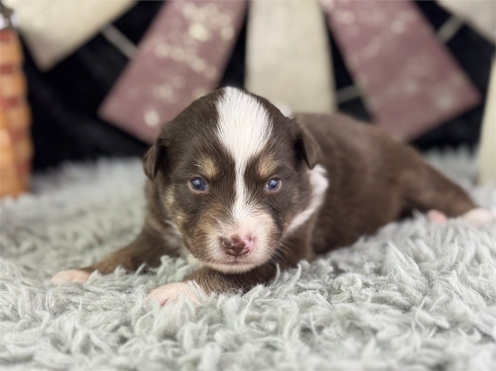Australian Shepherd-Ace-Birthday: 04/24/2026