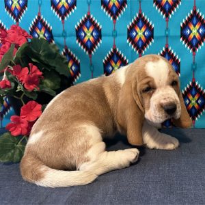 Basset Hound-Wally-Birthday: 04/23/2026