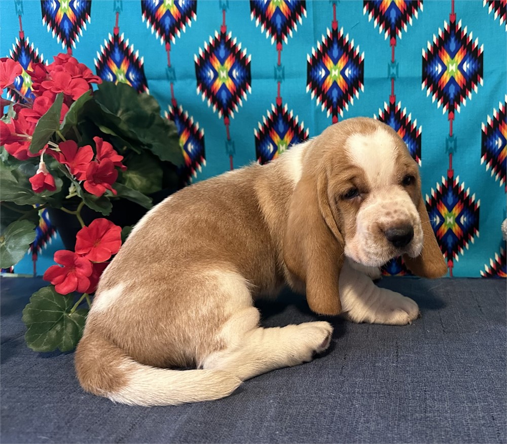 Basset Hound-Wally-Birthday: 04/23/2026