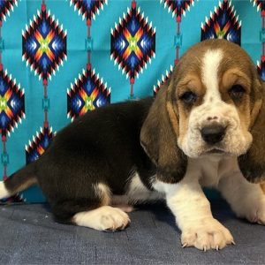 Basset Hound-Charlie-Birthday: 04/23/2026