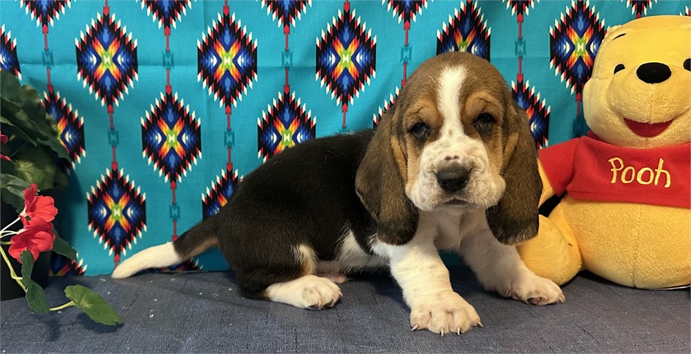 Basset Hound-Charlie-Birthday: 04/23/2026