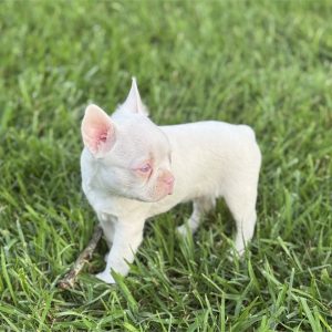 Boston Terrier-Casper-Birthday: 04/20/2026