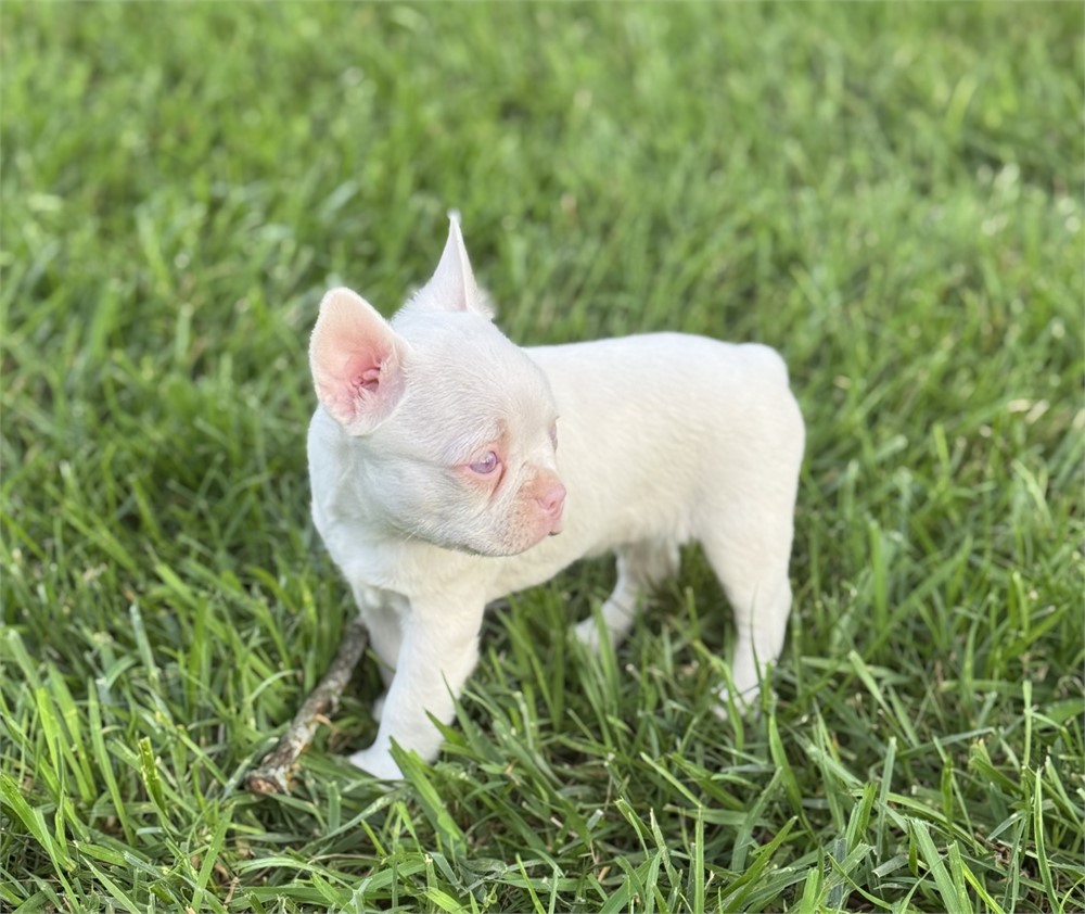 Boston Terrier-Casper-Birthday: 04/20/2026