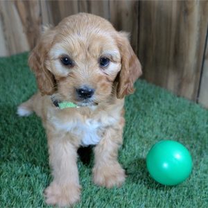 CavaPoo-Toby-Birthday: 04/12/2026