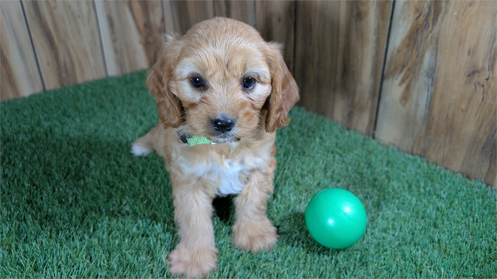 CavaPoo-Toby-Birthday: 04/12/2026