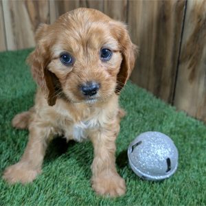 CavaPoo-Murphy-Birthday: 04/12/2026
