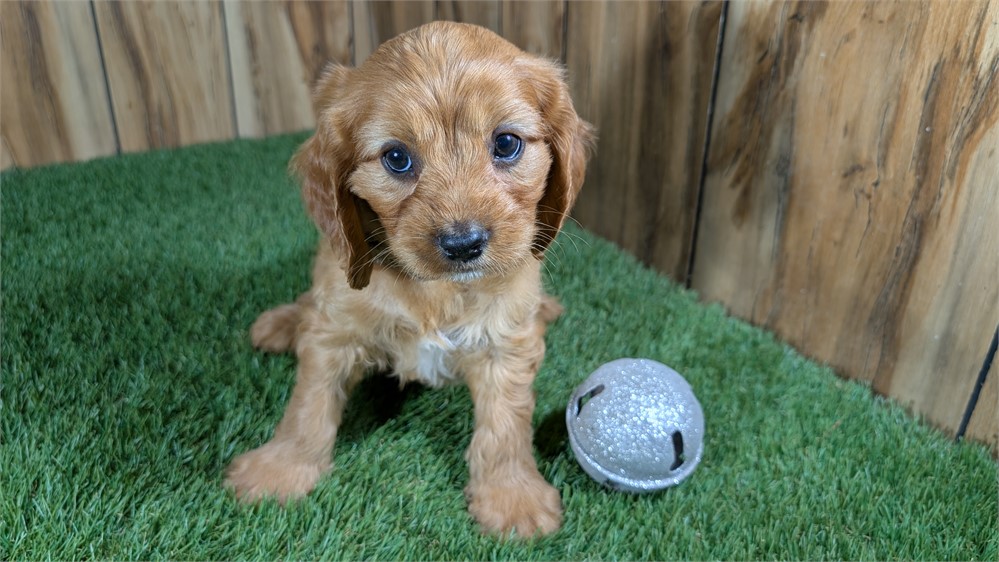 CavaPoo-Murphy-Birthday: 04/12/2026