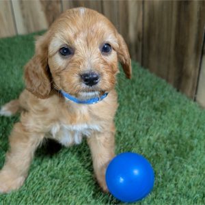 CavaPoo-Percy-Birthday: 04/12/2026