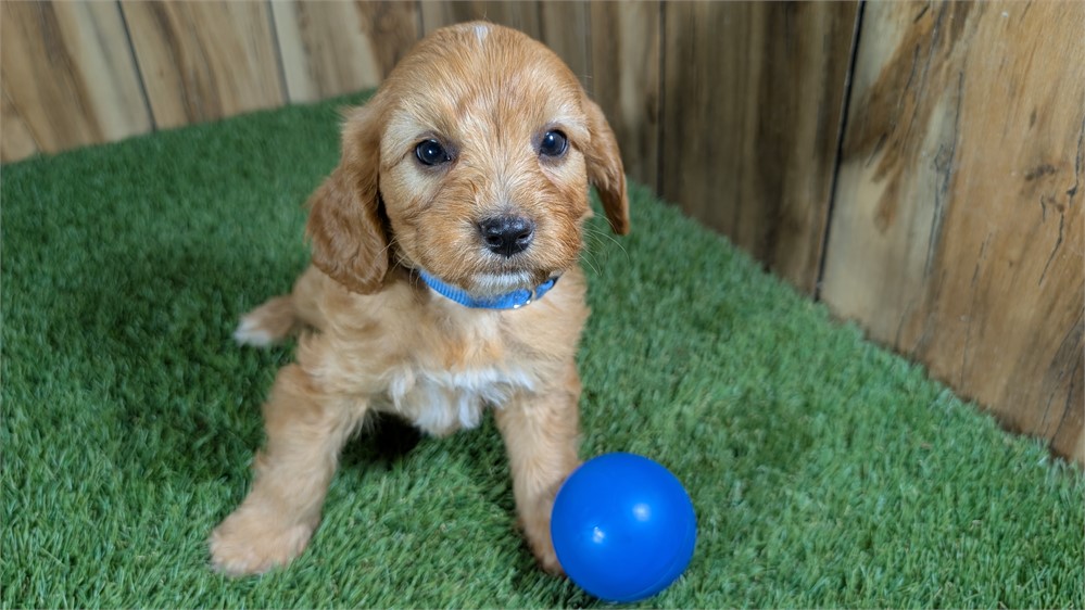 CavaPoo-Percy-Birthday: 04/12/2026