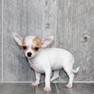 Chihuahua-Rosie-Birthday: 04/06/2026