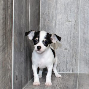 Chihuahua-Ollie-Birthday: 04/06/2026