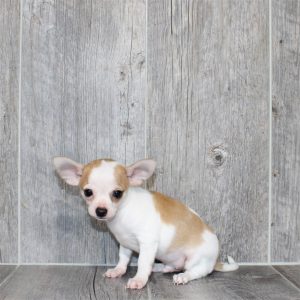 Chihuahua-Archie-Birthday: 04/06/2026