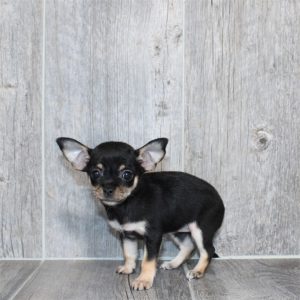 Chihuahua-Coco-Birthday: 04/06/2026