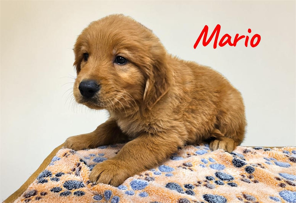 Golden Retriever-Mario-Birthday: 04/18/2026