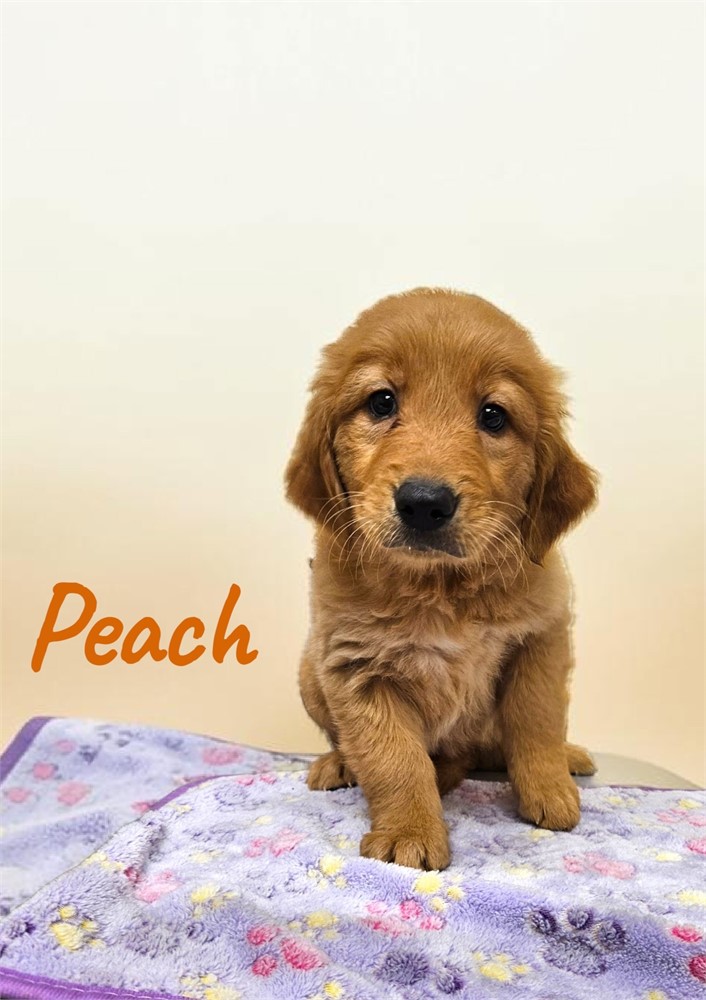 Golden Retriever-Peach-Birthday: 04/18/2026