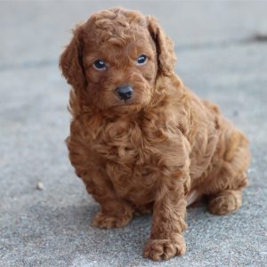 GoldenDoodle-Benji-Birthday: 05/07/2026
