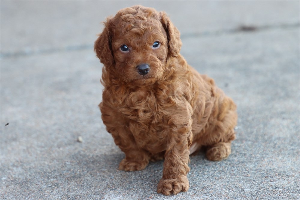 GoldenDoodle-Benji-Birthday: 05/07/2026