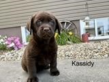 Labrador Retriever-Kassidy-Birthday: 04/26/2026