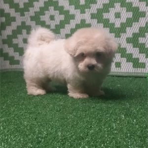 Maltese-Jasper-Birthday: 05/04/2026