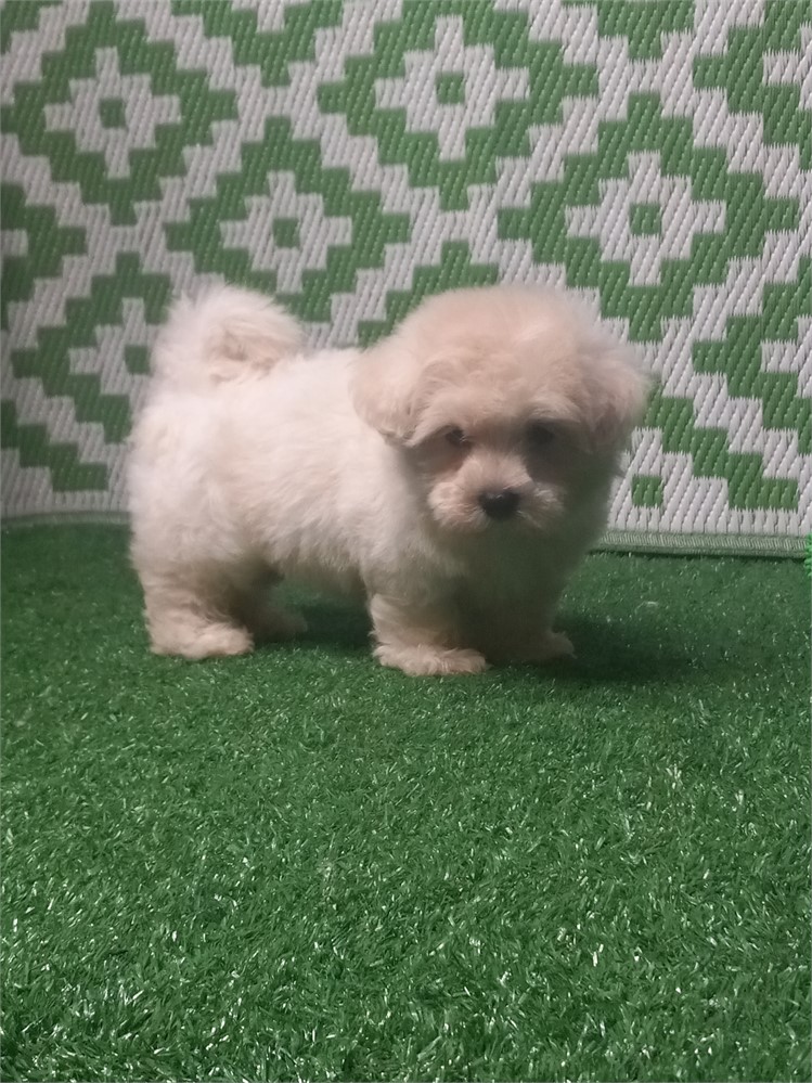 Maltese-Jasper-Birthday: 05/04/2026