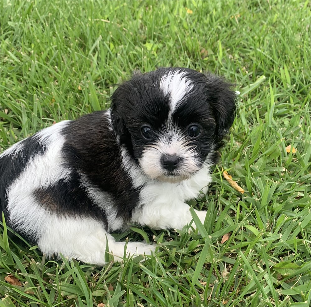 MaltiTzu-Ellie-Birthday: 05/01/2026