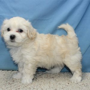 Maltipoo-Polar-Birthday: 05/09/2026