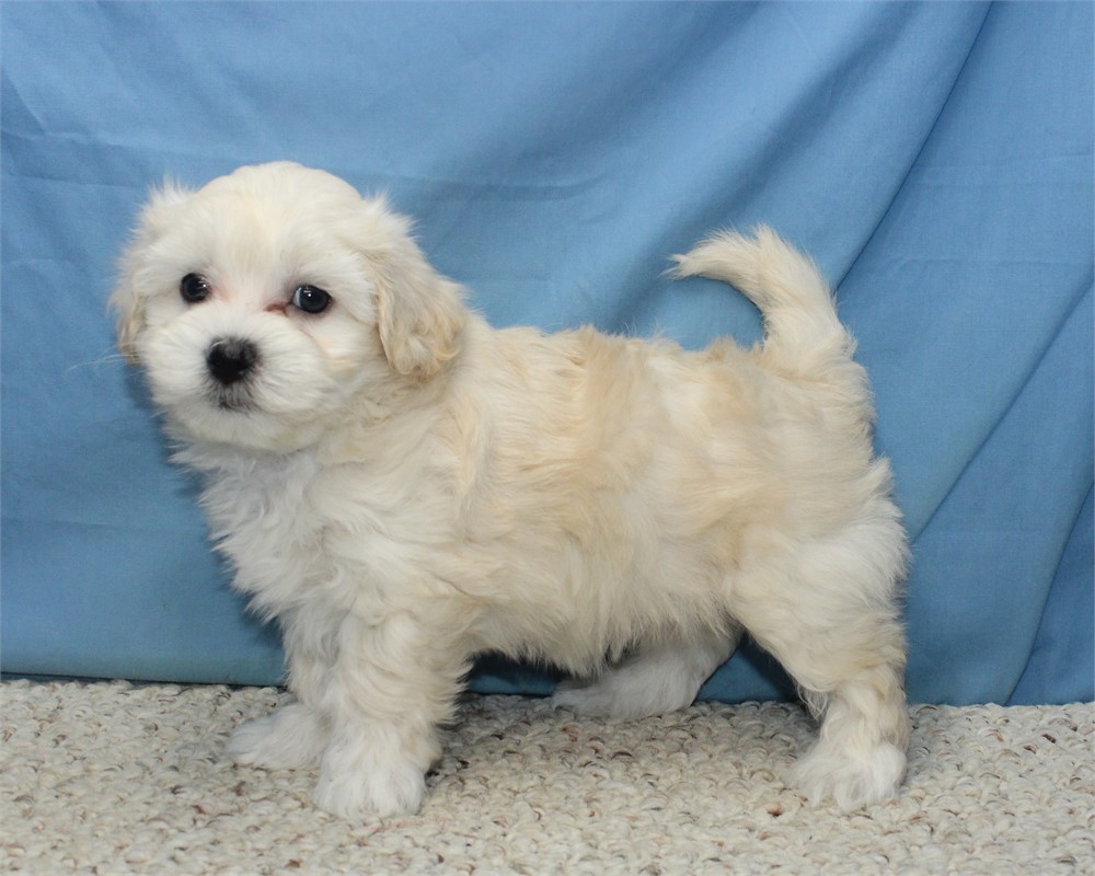 Maltipoo-Polar-Birthday: 05/09/2026