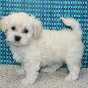 Maltipoo-Ace-Birthday: 05/09/2026