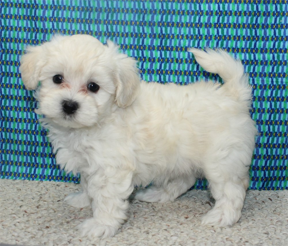Maltipoo-Ace-Birthday: 05/09/2026