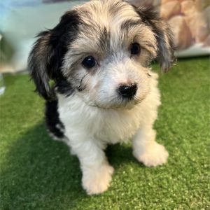 Morkie-Sammy-Birthday: 04/27/2026