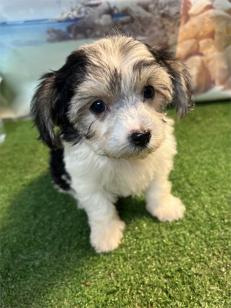 Morkie-Sammy-Birthday: 04/27/2026