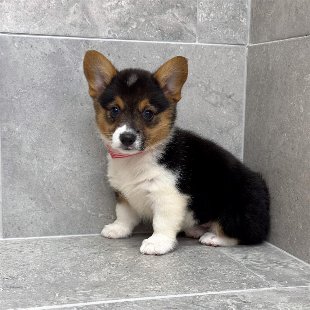 Welsh Corgi-Victoria-Birthday: 04/20/2026