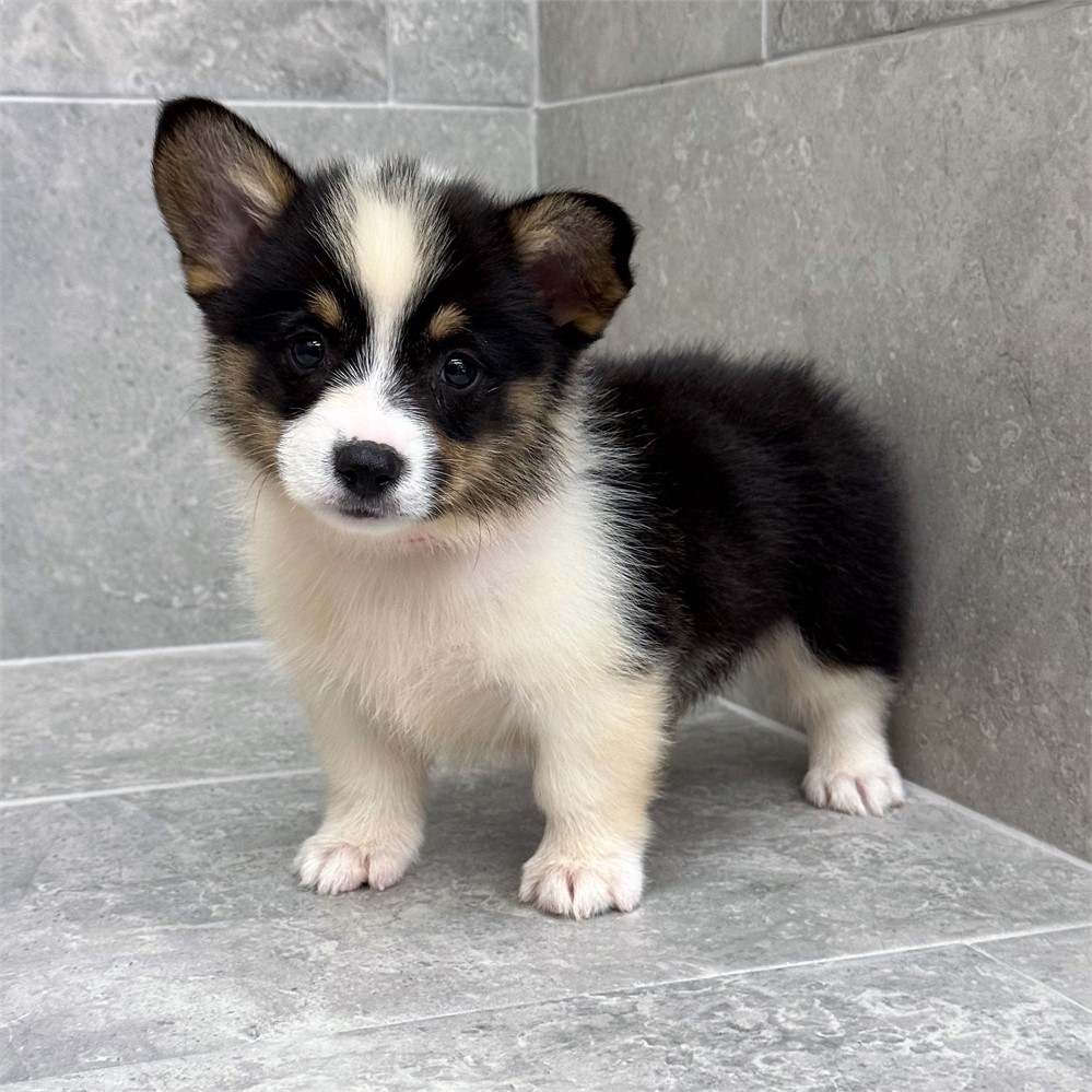 Welsh Corgi-Otis-Birthday: 04/20/2026