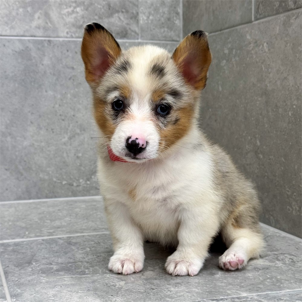 Welsh Corgi-Pearl-Birthday: 04/20/2026