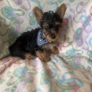Yorkshire Terrier-Chester-Birthday: 03/31/2026