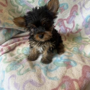 Yorkshire Terrier-Kingston-Birthday: 03/31/2026