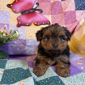 Yorkshire Terrier-Mimi-Birthday: 04/17/2026