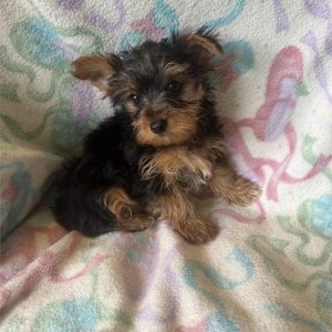 Yorkshire Terrier-Benji-Birthday: 03/31/2026