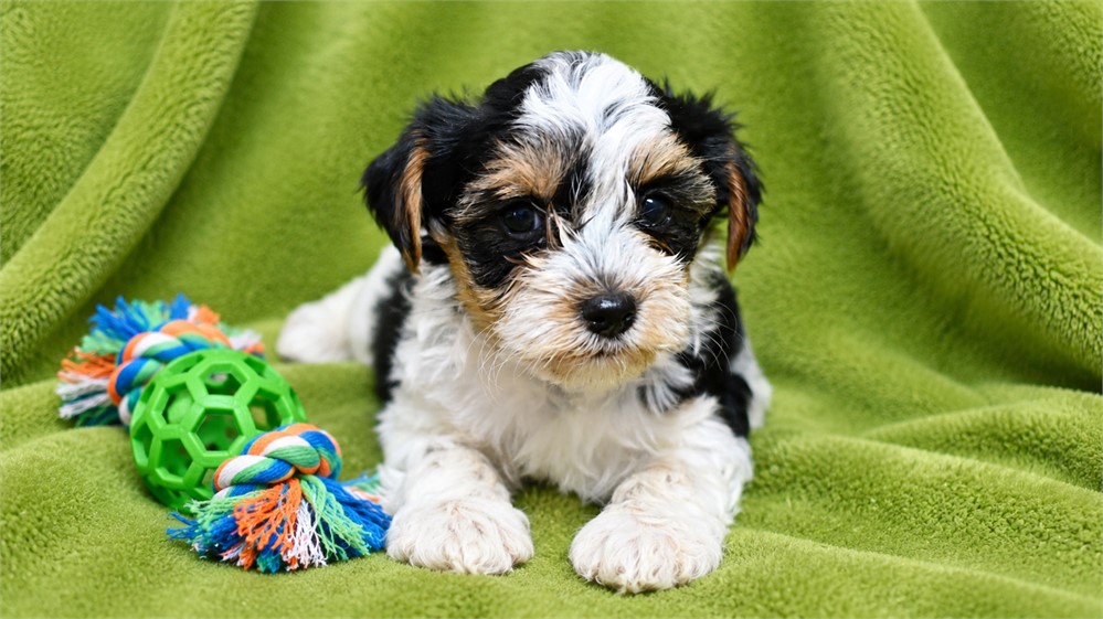 Yorkshire Terrier-Spanky-Birthday: 04/30/2026