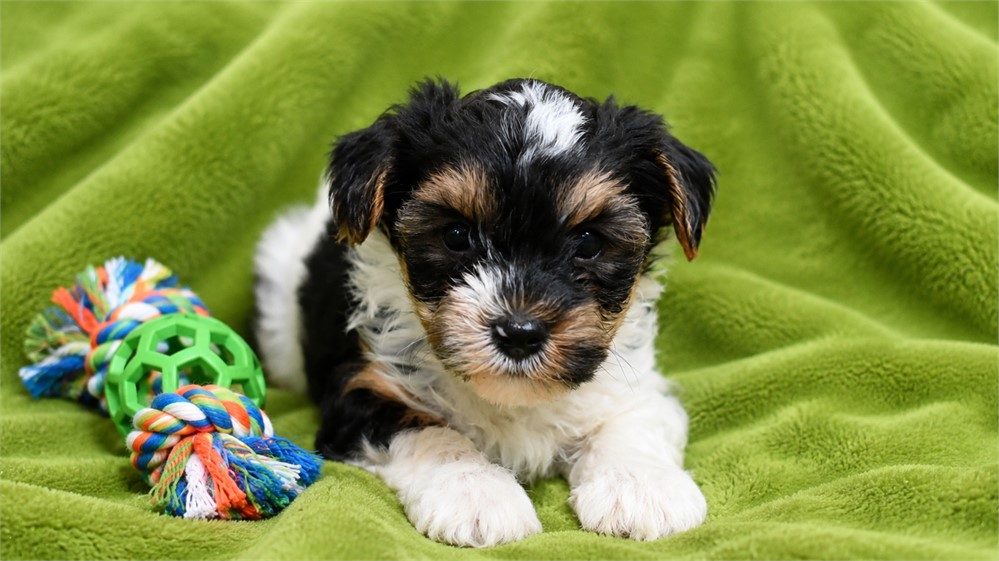 Yorkshire Terrier-Tucker-Birthday: 04/30/2026
